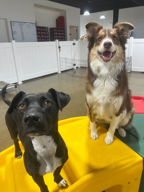 Dogs having fun at Barksville Daycare & Boarding.  Located in the Avondale neighborhood of Chicago.