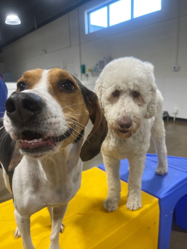 Dogs having fun at Barksville Daycare & Boarding.  Located in the Avondale neighborhood of Chicago.