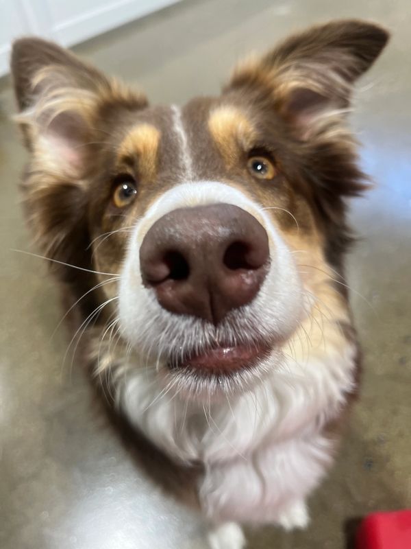 Dogs having fun at Barksville Daycare & Boarding.  Located in the Avondale neighborhood of Chicago.