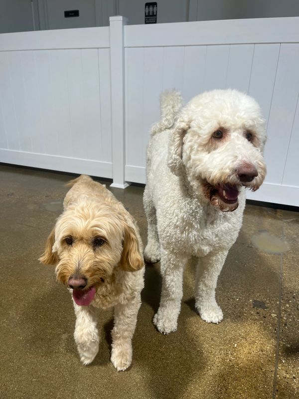 Dogs having fun at Barksville Daycare & Boarding.  Located in the Avondale neighborhood of Chicago.