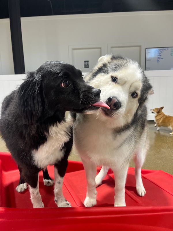Dogs having fun at Barksville Daycare & Boarding.  Located in the Avondale neighborhood of Chicago.