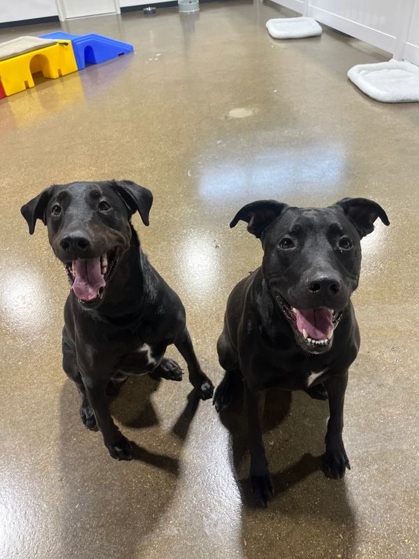Dogs having fun at Barksville Daycare & Boarding.  Located in the Avondale neighborhood of Chicago.