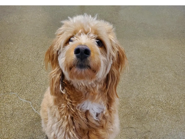 Dogs having fun at Barksville Daycare & Boarding.  Located in the Avondale neighborhood of Chicago.