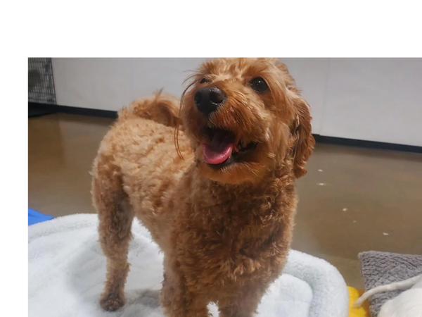 Dogs having fun at Barksville Daycare & Boarding.  Located in the Avondale neighborhood of Chicago.
