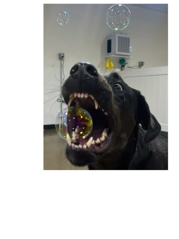 Dogs having fun at Barksville Daycare & Boarding.  Located in the Avondale neighborhood of Chicago.