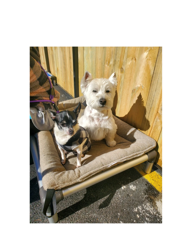 Dogs having fun at Barksville Daycare & Boarding.  Located in the Avondale neighborhood of Chicago.