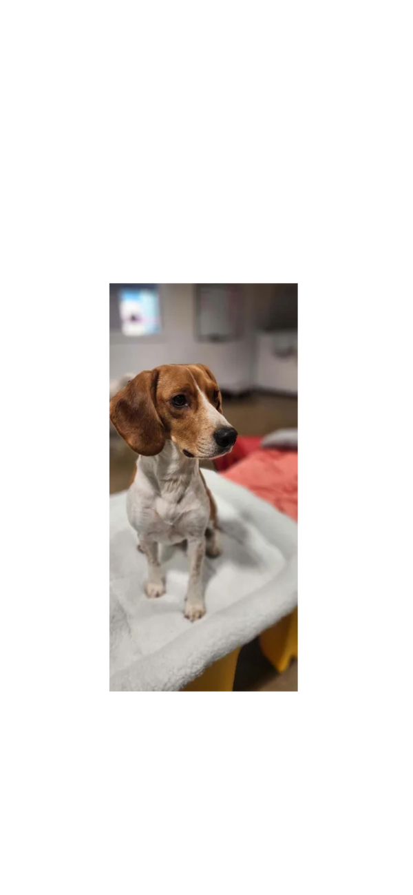 Dogs having fun at Barksville Daycare & Boarding.  Located in the Avondale neighborhood of Chicago.