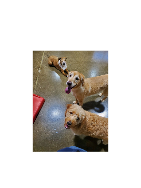 Dogs having fun at Barksville Daycare & Boarding.  Located in the Avondale neighborhood of Chicago.