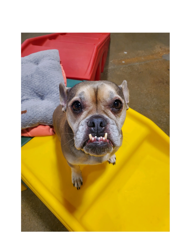 Dogs having fun at Barksville Daycare & Boarding.  Located in the Avondale neighborhood of Chicago.