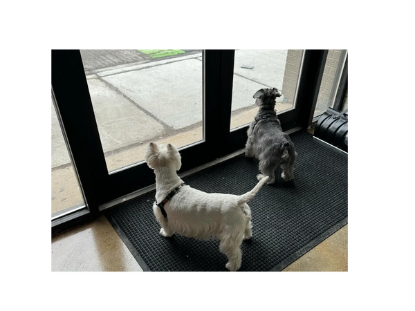 Two small dogs eagerly awaiting their puppy friends at Barksville Daycare & Boarding.  Located in th
