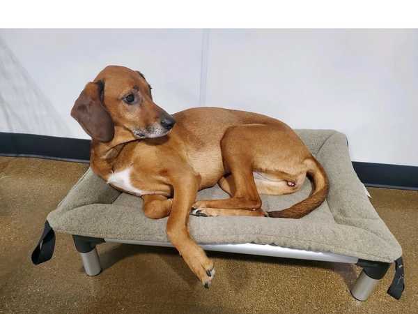 Dog relaxing after a day of playing at Barksville Daycare & Boarding.  Located in the Avondale neigh