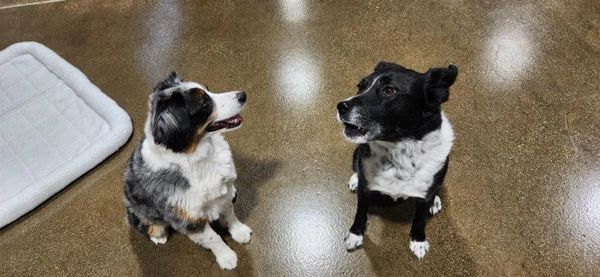Dogs having fun at Barksville Daycare & Boarding.  Located in the Avondale neighborhood of Chicago.
