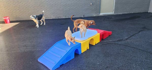 Dogs enjoying the sun and fun outside at Barksville Daycare & Boarding.  Located in the Avondale nei