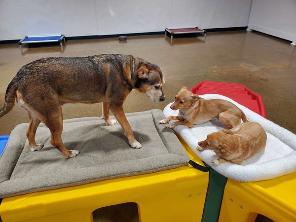 A large dog and two small dogs having fun at Barksville Daycare & Boarding.  Located in the Avondale