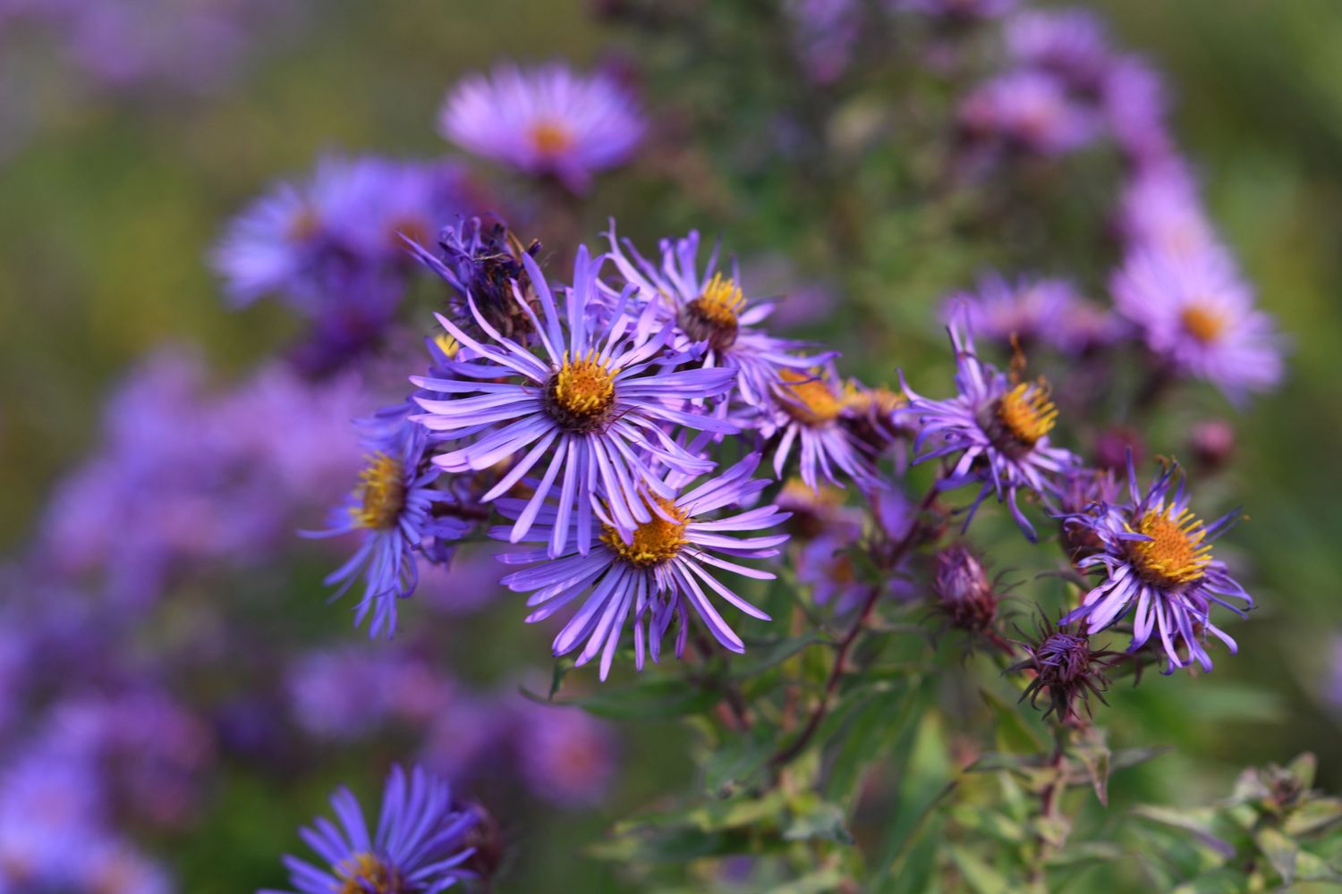 A clump of aster flowers. Original photograph by A Ellie Mitchell.