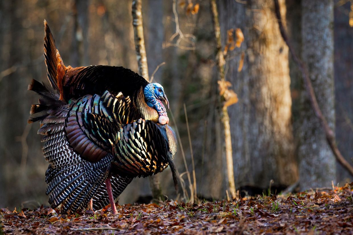 A wild turkey displaying its vibrant feathers in a forest.
