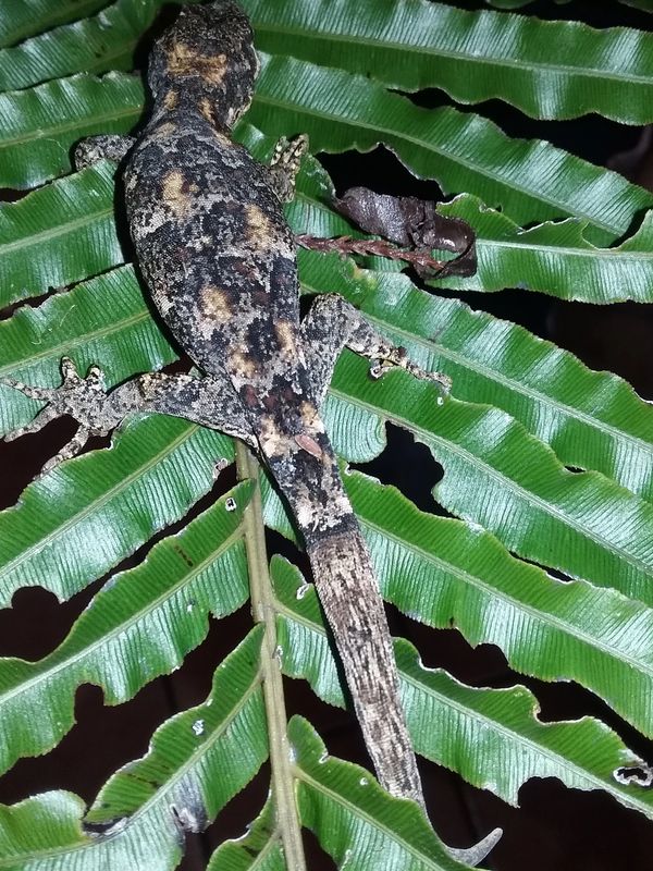 wildlife at your doorstep