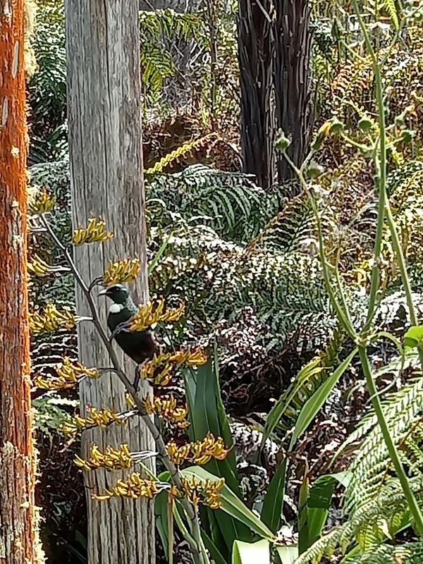 wake to the sound of native birds