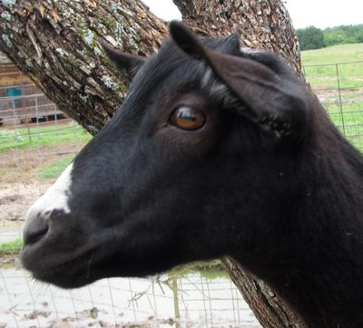 Head of black miniature dairy goat