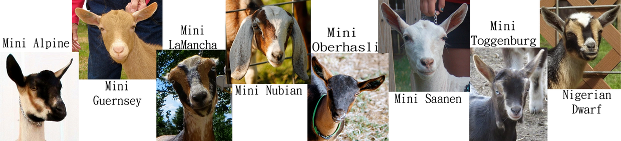 Pictures of all the miniature dairy goat breeds