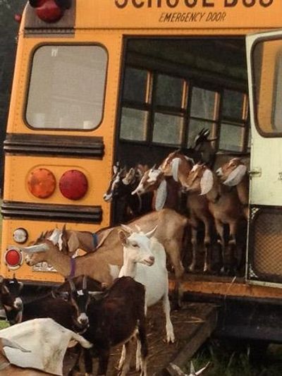 Dairy Goats on a School Bus