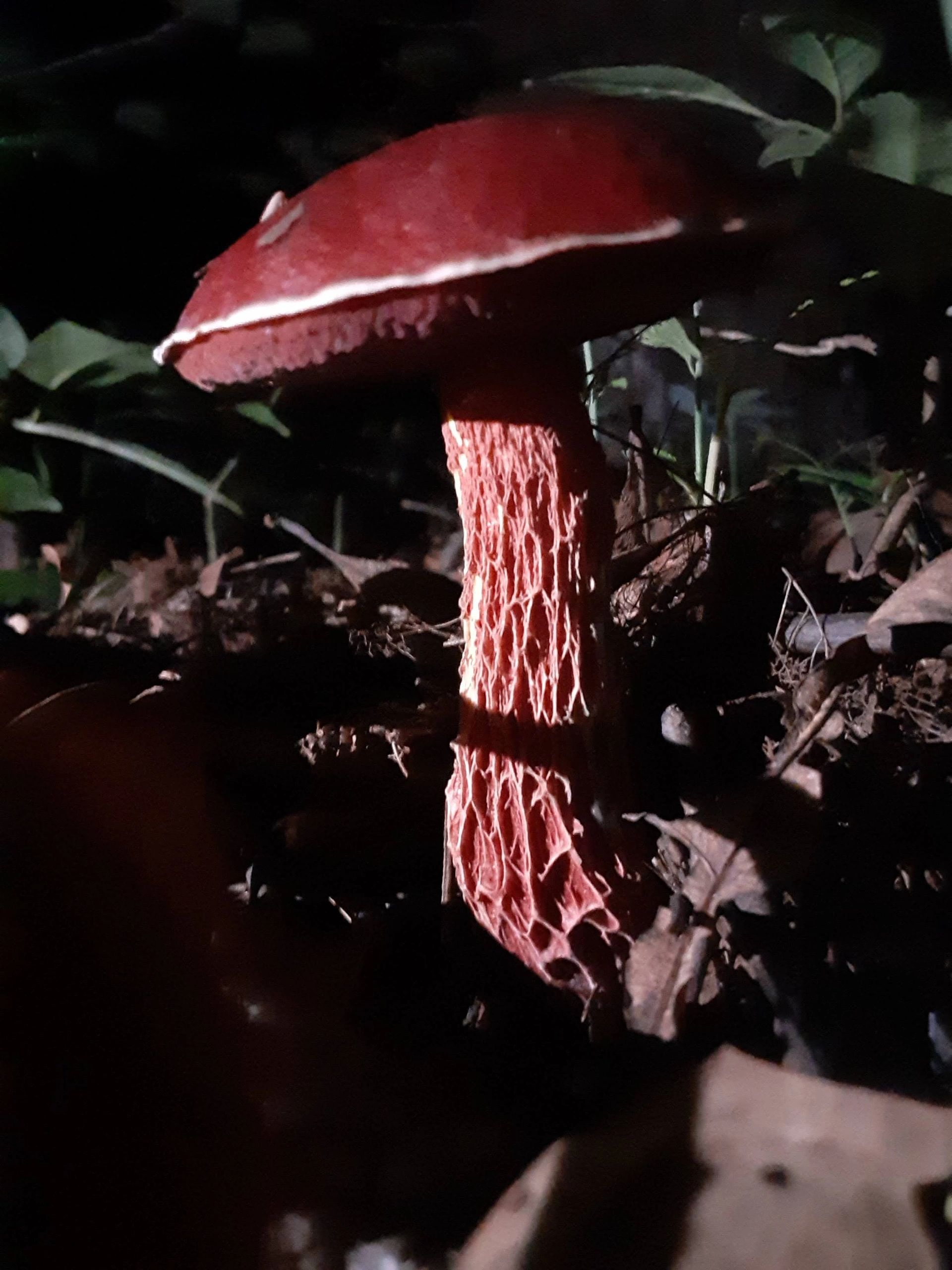 Frost's Bolete on a summer night