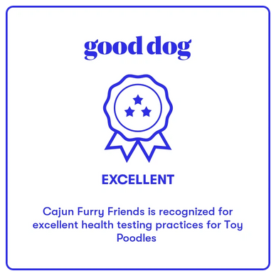 Good Dog - Toy Poodle Breeder