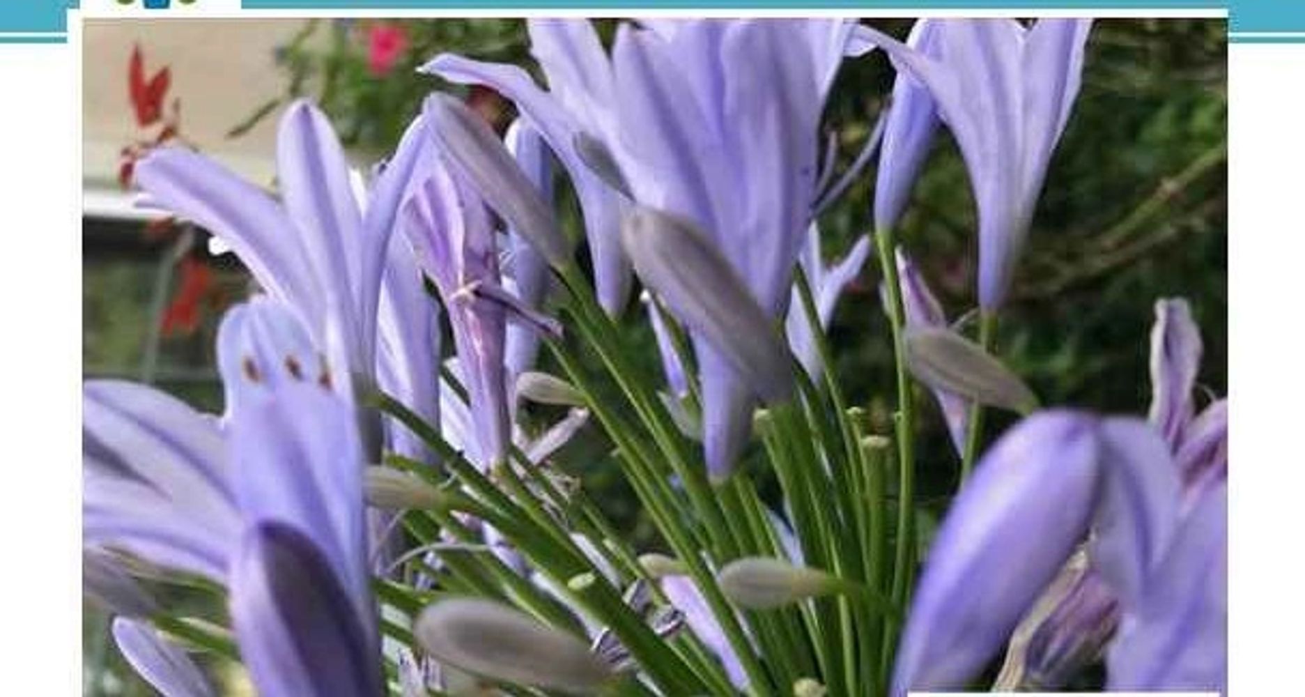 From a club member's garden. Beautiful Agapanthus Afrocanus  "Lily of the Nile"

