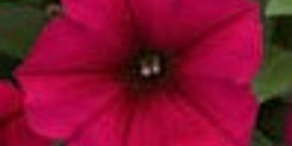 The Petunia flower represents feelings of desire and hope.
