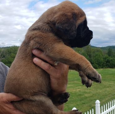 Uno Grande Mastiffs