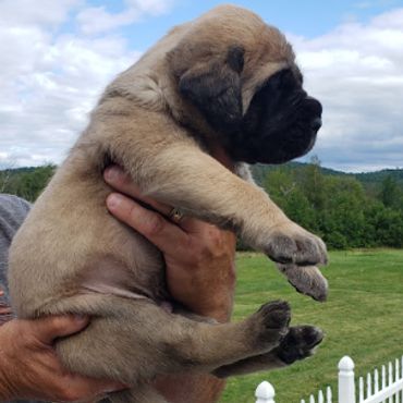 Uno Grande Mastiffs