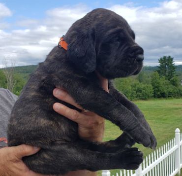 Uno Grande Mastiffs