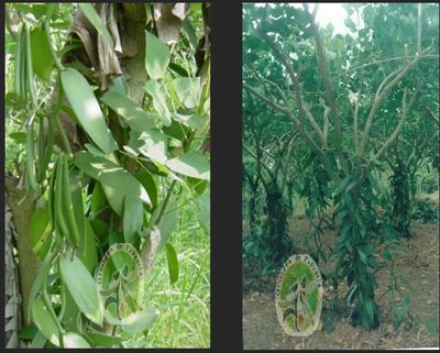 Vainilla planifolia sobre un árbol de naranjo y establecimiento tecnificado de vainilla.