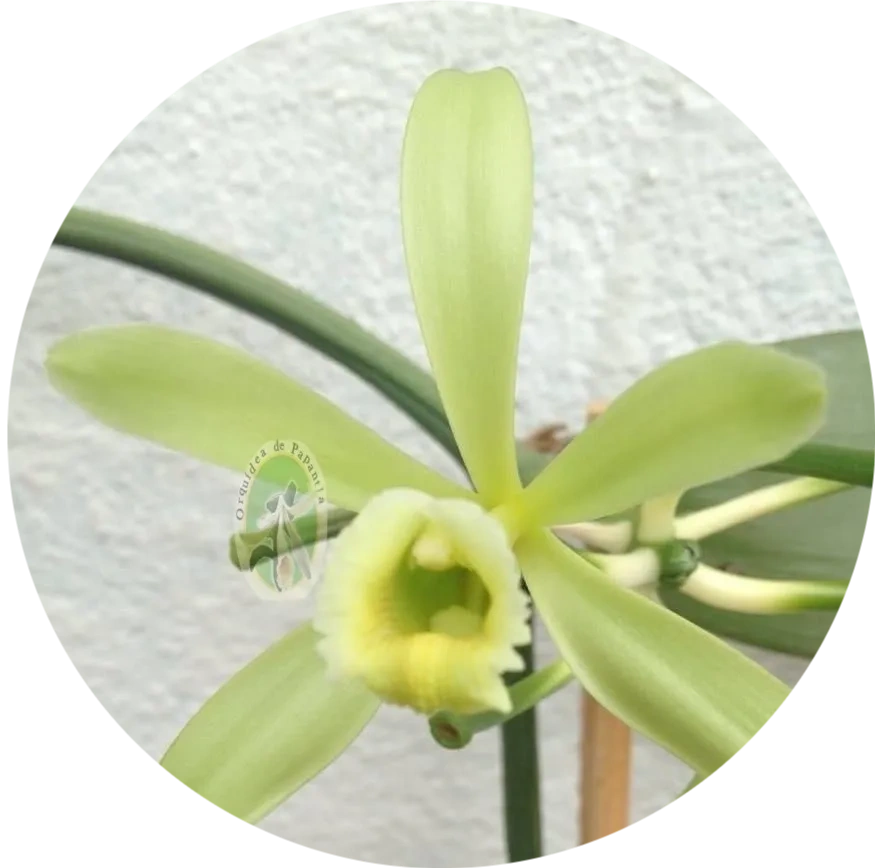 Orquidea de vainilla