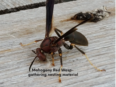 Mahogany Red Wasp - gathering nesting material from the rail of this fence.