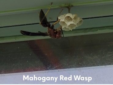 Mahogany Red Wasp- building nest from the wood gathered from a fence.