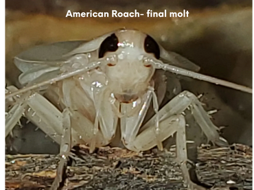 American Roach molting for the last time.