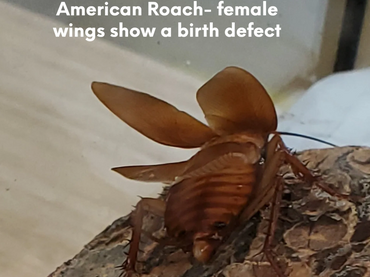American Roach female. From her final molt, the wings were like that.