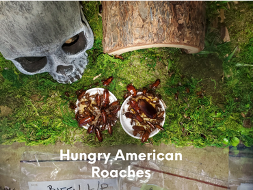 American Roaches feeding on a piece of a breakfast sandwich.