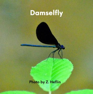 Damselfly resting for a few minutes.