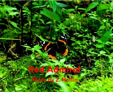 Red Admiral is in flight searching for a meal.