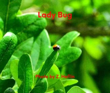 Lady Bug