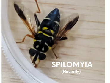 Spilomyia- hoverfly.  Looks like a bee but is actually a fly.