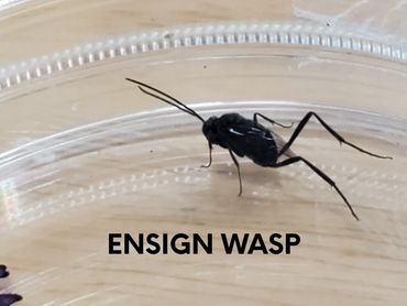 Esnign Wasp.  Looks like a mosquito on steroids but is in the wasp family.