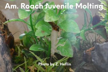 American Roach - molting