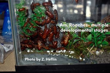American roaches- multiple stages prefer living in tight quarters.