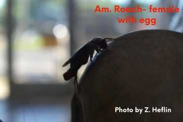 American Roach Silhouette