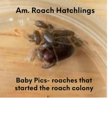 American Roach hatchlings. This single egg started a colony that now has over 5000 roaches.