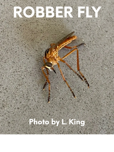 Robber fly. unlucky enough to get its picture taken.
