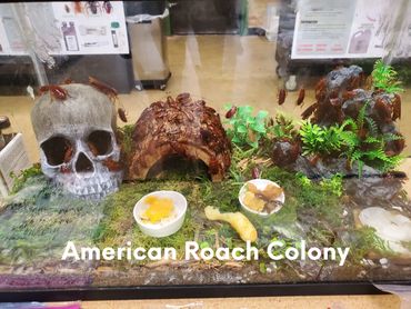American Roach Colony has steadily increasing population.
